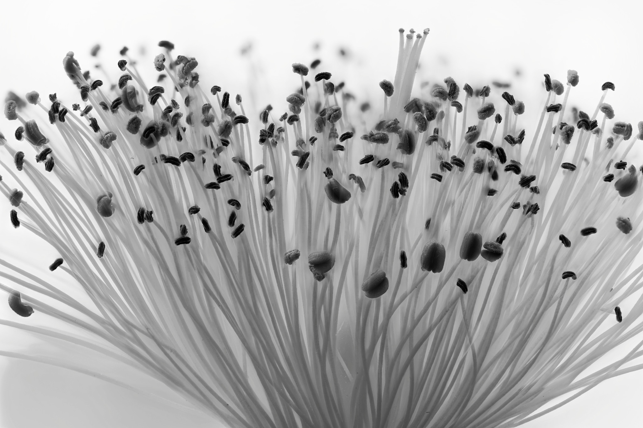 Großkelchiges Johanniskraut